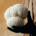 Lion’s Mane Mushroom Powder Australia | YG Mushrooms